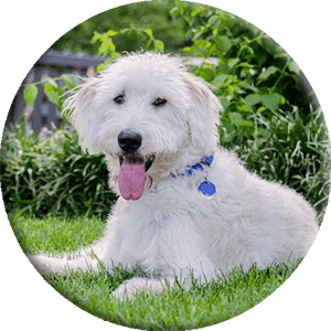 labradoodle photo, round picture