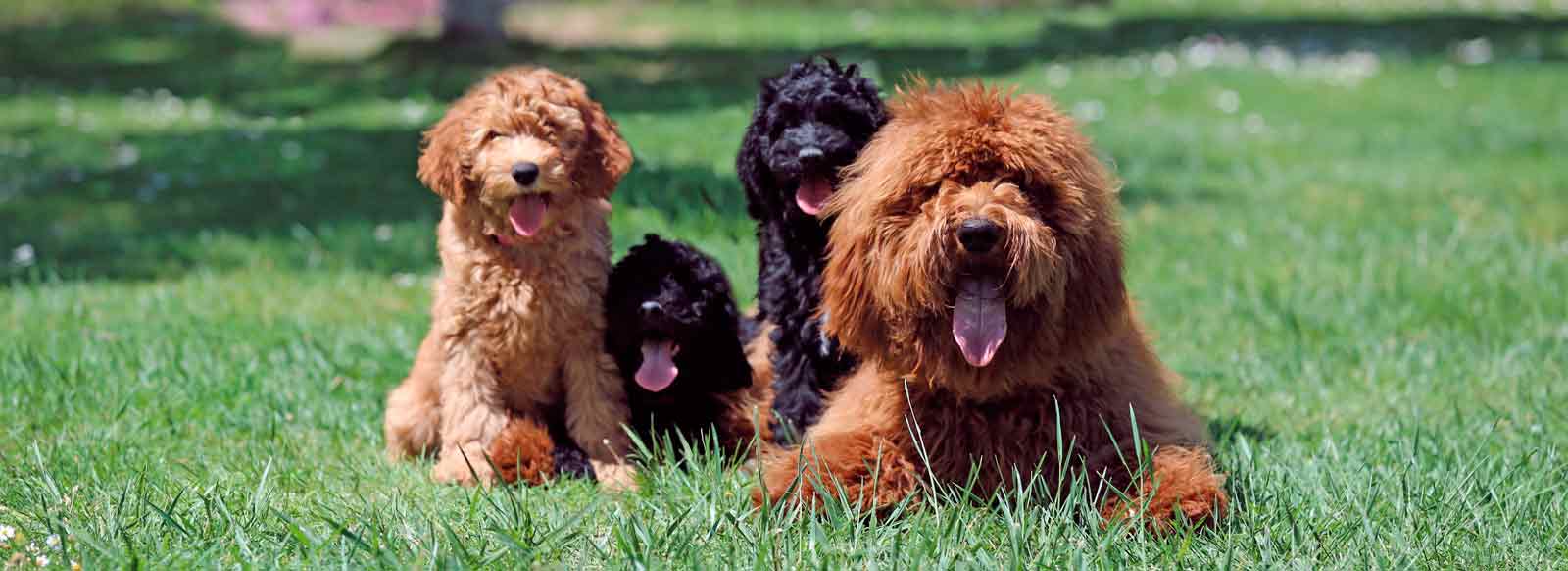 dogs and puppies in the park, on the grass, in nature