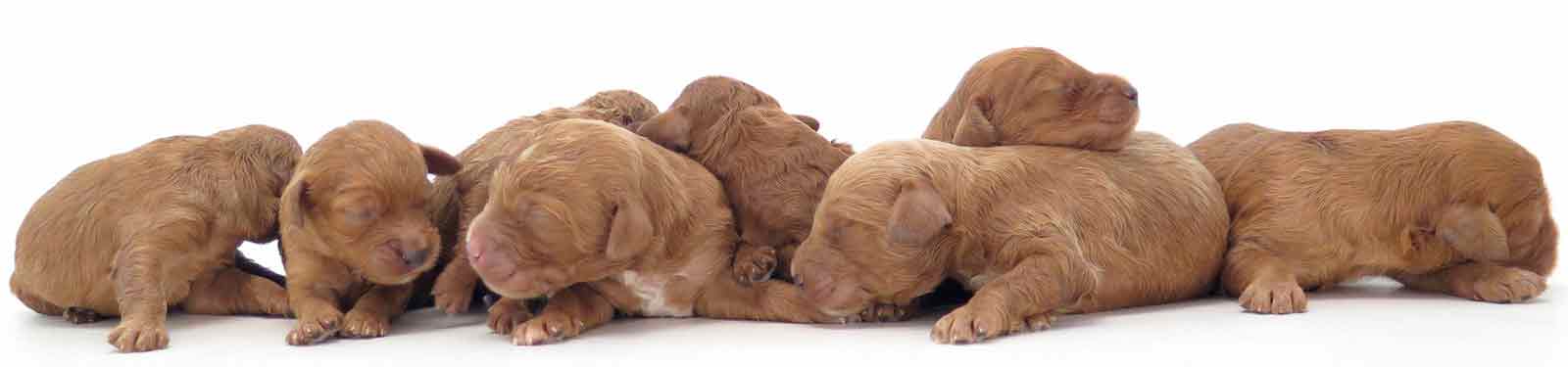 litter of puppies red white and brown