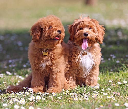 dog puppies on the lawn with flowers