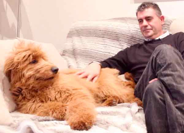 dog on the couch being petted by a man