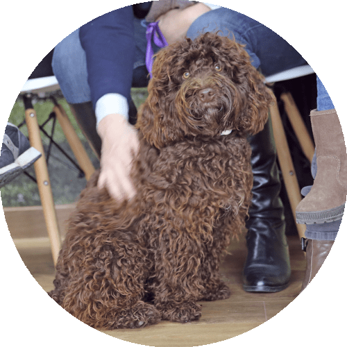 chocolate brown long curly haired dog sitting, round picture