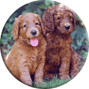 dog puppies in nature round picture