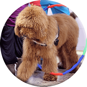 dog going through a hoop round image