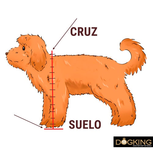 Illustration of how to measure a dog