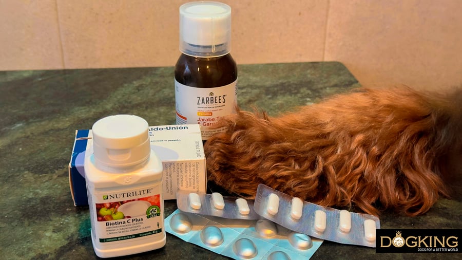 Dog trying to catch medication