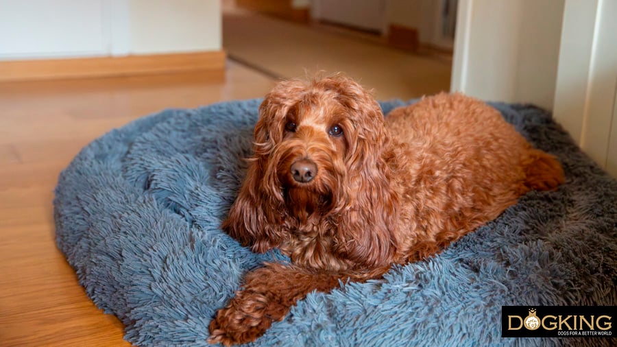 Dog curled up in bed