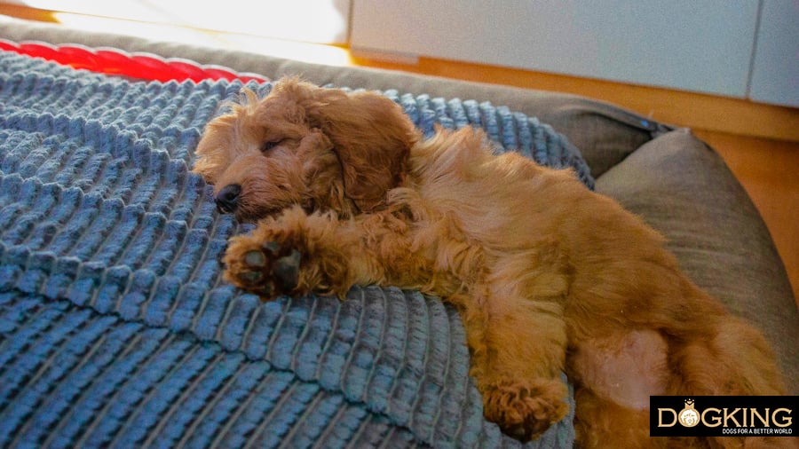 Puppy resting comfortably