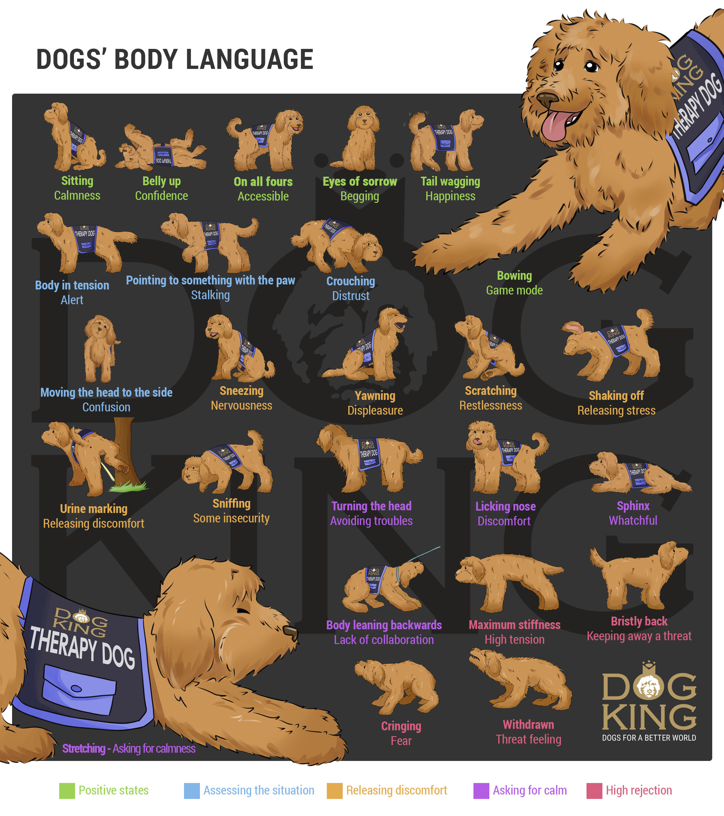Canine Body Language - The Eyes - Canine Coaching