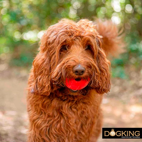  Dog delivering his favorite toy.