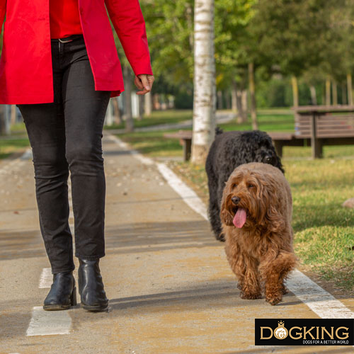 dog walking next to its owner without a leash.