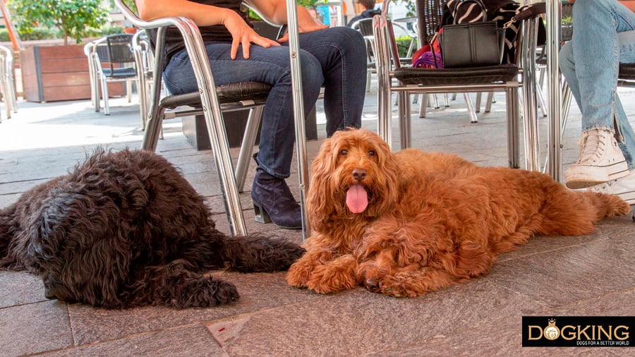 Australian Cobberdogs sitting quietly on the terrace of a pet-friendly restaurant with their owners, who chat sitting at a table next to them while they wait for their food.