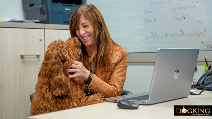 Australian Cobberdogs accompanying their owner during her working day in an office showing exemplary conduct.