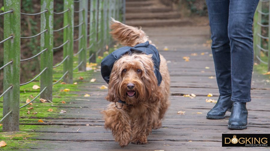 https://www.cobberdogking.com/blog/articles/images/156/2-1.dog-bridge-walk-australian-cobberdog-labradoodle-photo%20copia.jpg