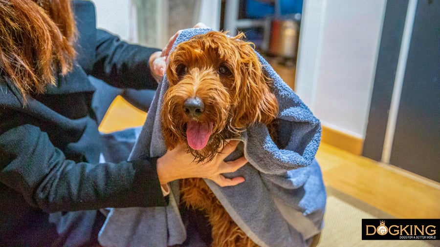 Dog being dried by its owner, after having done a fun walk on a rainy day.