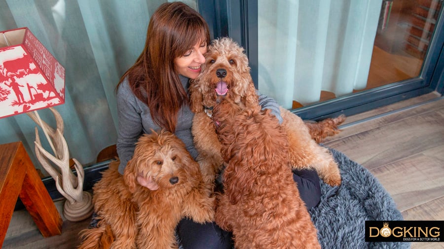 Australian Cobberdogs sharing their bed with their loved ones.