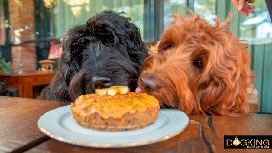 Dogs enjoying their family's best cake recipe.