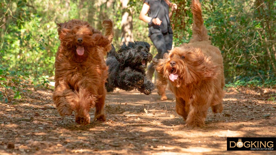 Dogs having fun and enjoying the present