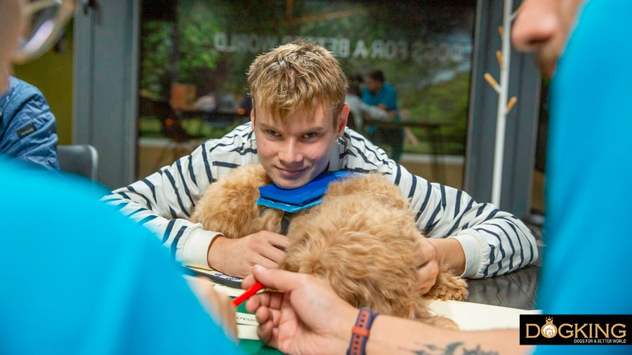 Australian Cobberdog being petted by a child in a therapy section.