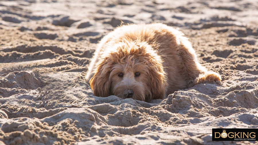 Dog enjoying a day at the beach.