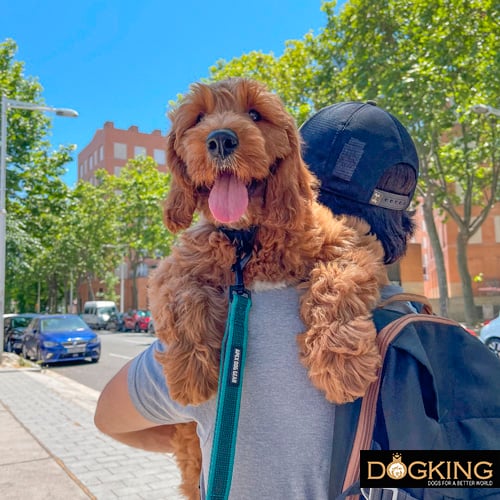 Human out for a walk with his dog