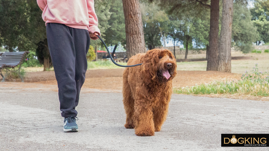  Amo caminant amb un cobberdog australià