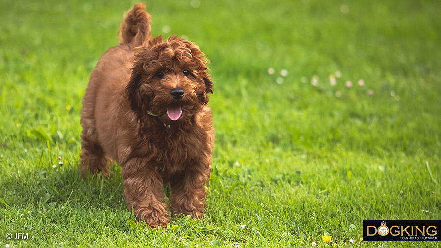 A dog walking in his big garden