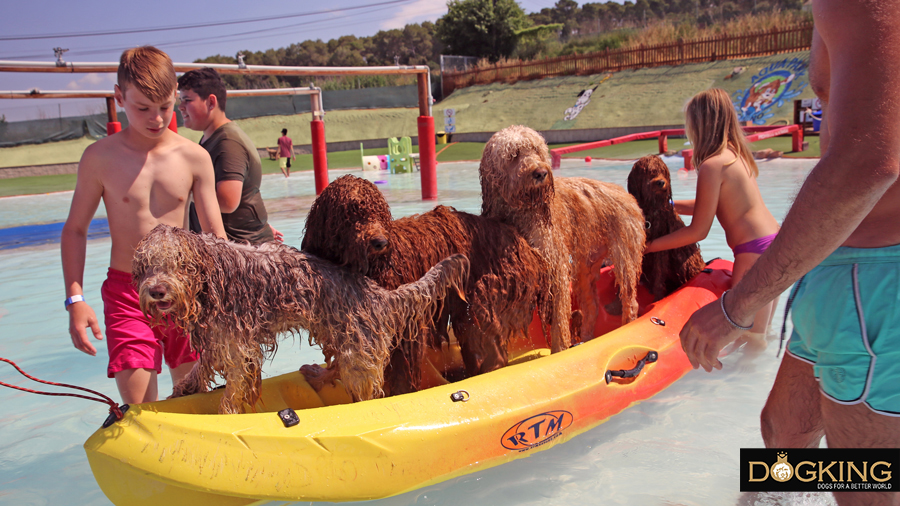 Muchos perros en una piscina publica