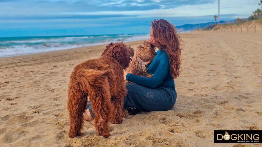 Person with two dogs on the beach