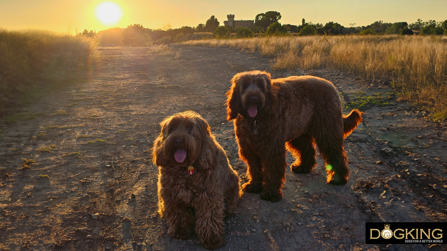 Two dogs sharing together