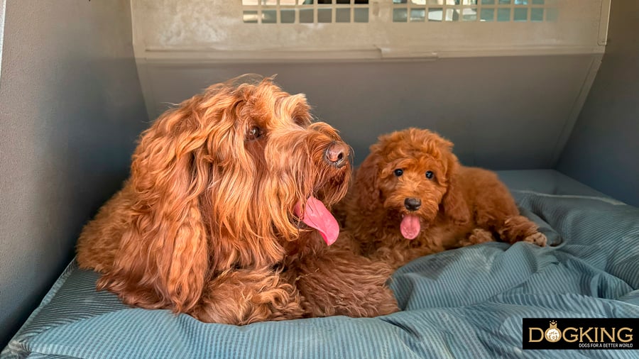 Adult dog and puppy together