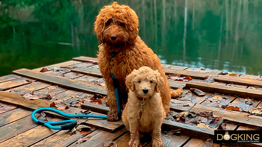 Two dogs enjoying playing together