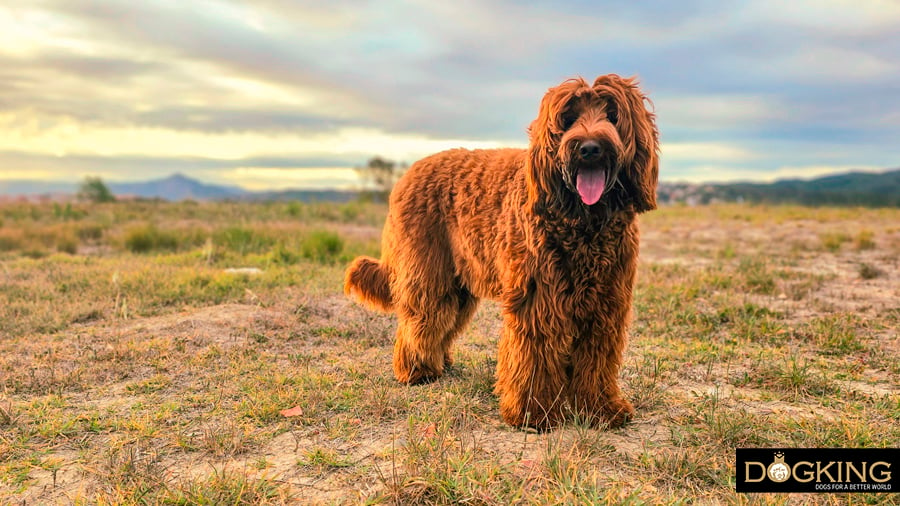 Dog enduring the summer sun