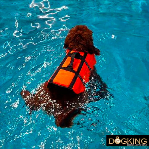 Dog swimming in a human pond