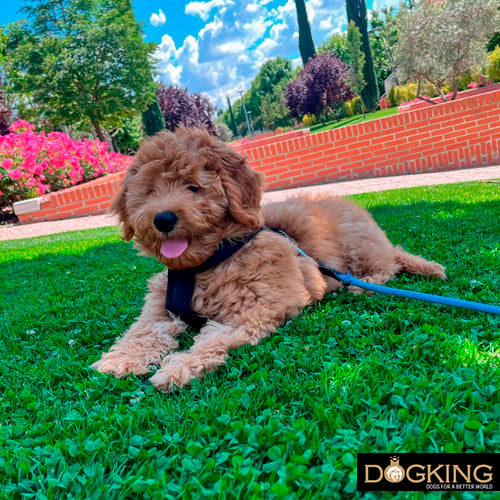 Dog resting in the shade