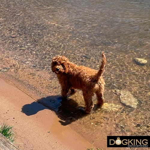 Dog cooling off in the river 