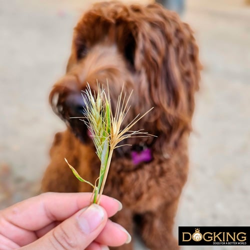 Showing an ear of corn