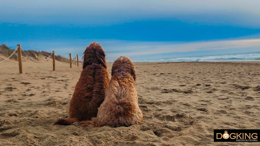 Dogs on holiday at the beach