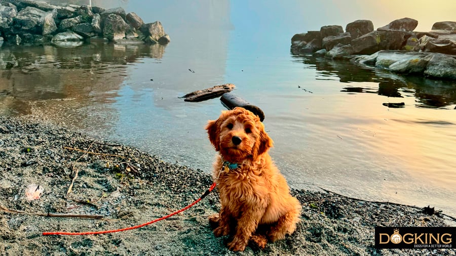 Dog near the sea