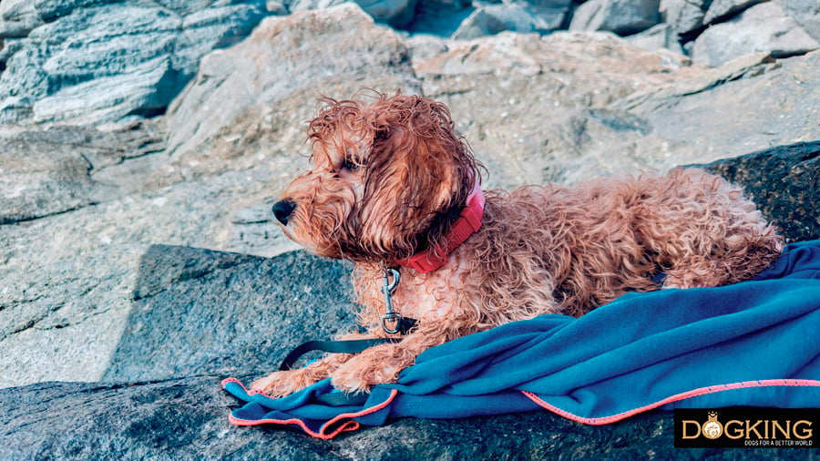 Dog resting after playing at the beach