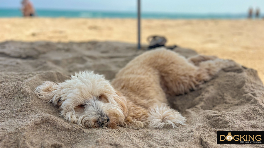 Dog sleeping on the beach very comfortable and cool under the shade. 