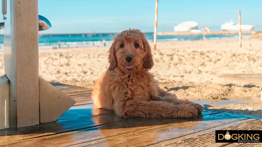 Dog on the beach in Asturias