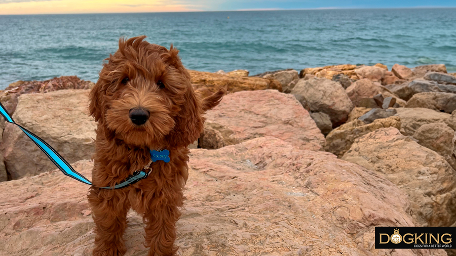 Dog walking on the rocks on the beach