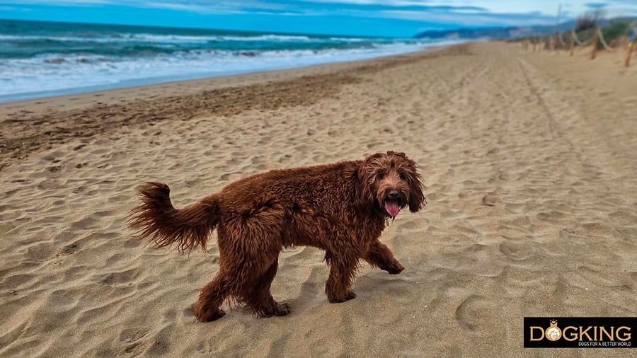 Dog walking on dog beaches in Catalonia