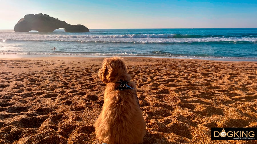 Dog appreciating the moment on the beach