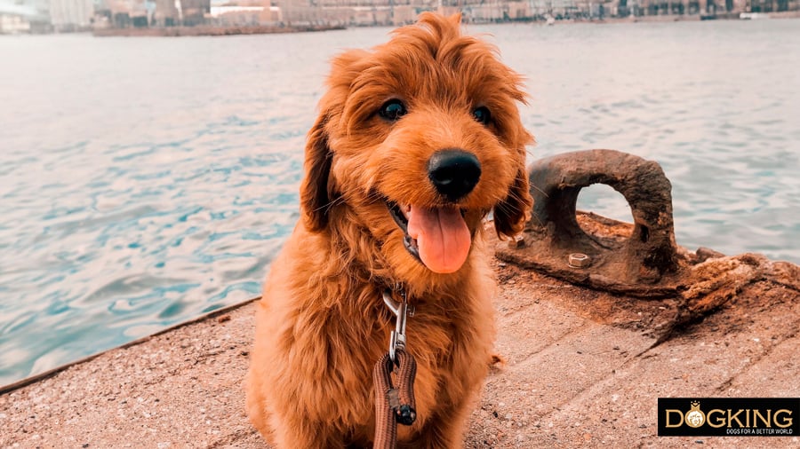 Dog having fun on the dock