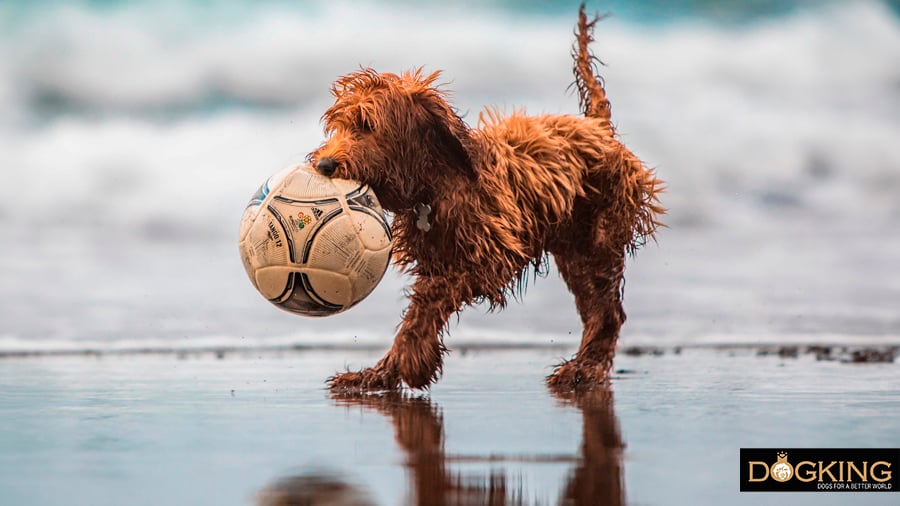 Dog playing with the ball on the beach