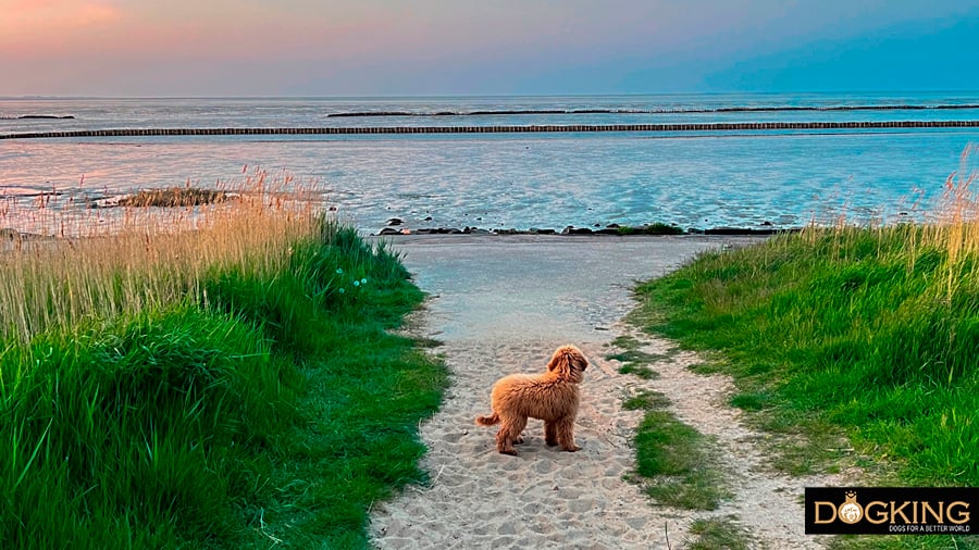 Dog approaching the beach