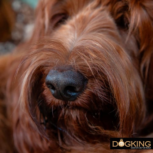 Picture of a labradoodle's nose 