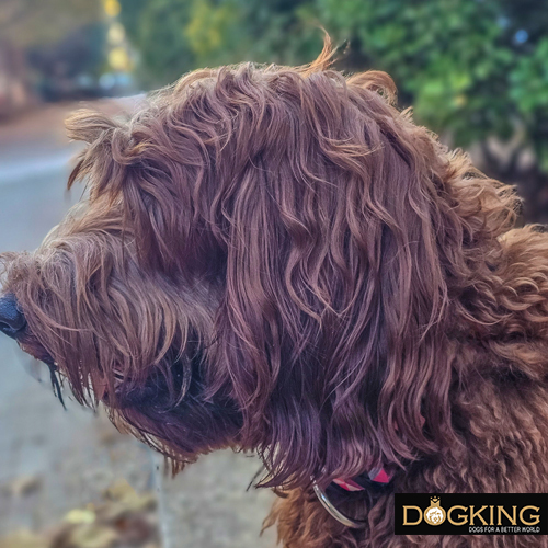 Labradoodle's ears 